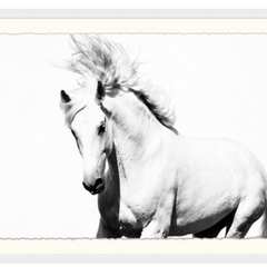 Camarillo White Horse - Floating Framed Print - Our Boat House
