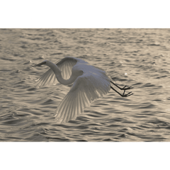 Egret Flying at Dusk, Giclee, Photography - Our Boat House