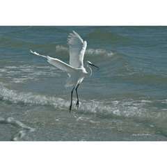 Egret in Surf Photograph on Canvas - Our Boat House