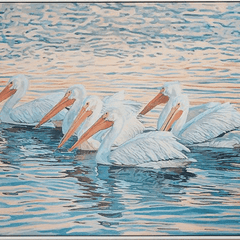 Floating White Pelicans Giclee - Our Boat House