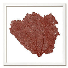 Framed Custom Sea Fan Art (multiple sizes & colors) - White Frame - Our Boat House