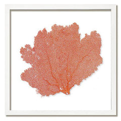 Framed Custom Sea Fan Art (multiple sizes & colors) - White Frame - Our Boat House
