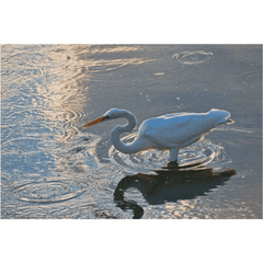 Great Egret in patterns, Photography on Canvas - Our Boat House