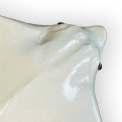 Ivory Eagle Ray Wall Decor - Two Sizes - Our Boat House