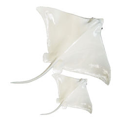 Ivory Eagle Ray Wall Decor - Two Sizes - Our Boat House