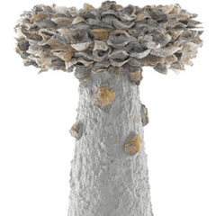 Oyster Shell Bird Bath - Various Sizes - Our Boat House