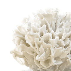 Ribbon Coral on Crystal Stand - Our Boat House