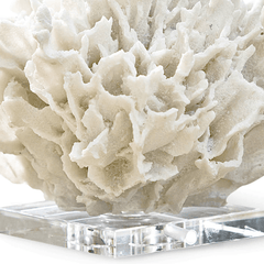 Ribbon Coral on Crystal Stand - Our Boat House