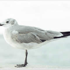The Seagull - 73