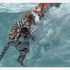 Tiger Swim - Our Boat House