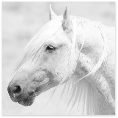 White Marble Horse - Framed Art - Our Boat House